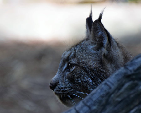 Camouflage Lynxの写真素材