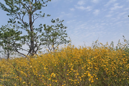 the street view of Yeouido, Seoul