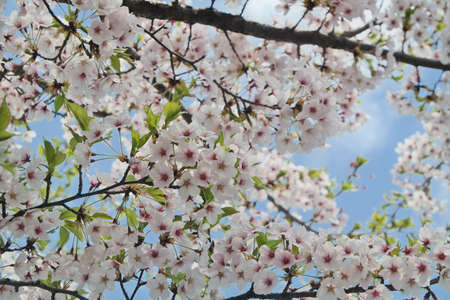 Cherry blossom scenery of Yeouido, Seoulの写真素材