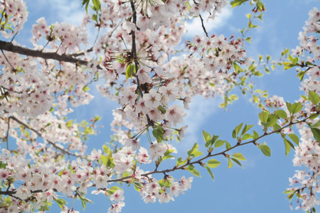 Cherry blossom scenery of Yeouido, Seoul