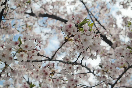 Cherry blossom scenery of Yeouido, Seoulの写真素材