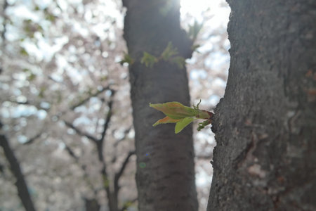 Cherry blossom scenery of Yeouido, Seoul