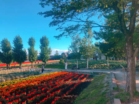 Furano & Biel in Hokkaido, Japanの写真素材
