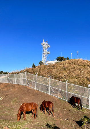 Horses grazing on the hillside against the background of the blue skyの写真素材