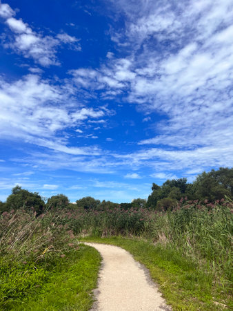 Path through the meadow with blue sky and white clouds in the backgroundの写真素材