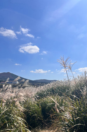 Grass and blue sky in the winter, Seoraksan, South Koreaの写真素材
