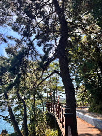 Pine trees on the coast of the Adriatic Sea in Croatiaの写真素材