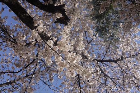 Cherry blossoms in full bloom with blue sky in the backgroundの写真素材