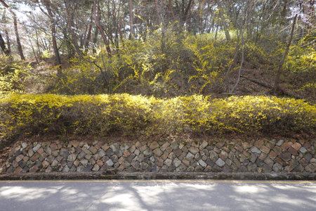 Beautiful yellow flowers on the roadside in a park in autumn.の写真素材