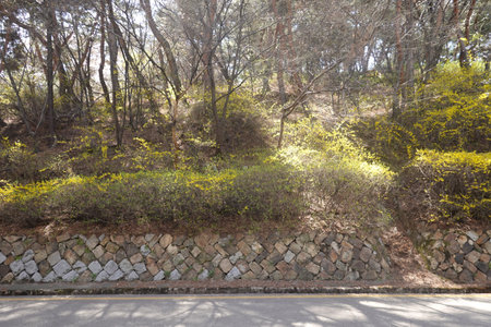 Road in the park with trees and bushes on a sunny day.の写真素材