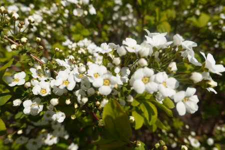 White flowers of Spiraea japonica in the spring garden.