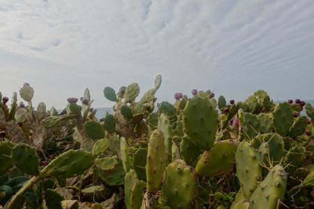 Prickly pear cactus growing on the Mediterranean coast of Spain