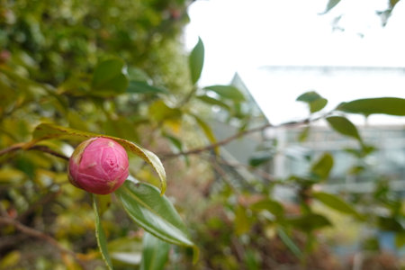 Camellia flower on the tree in the garden in winterの写真素材