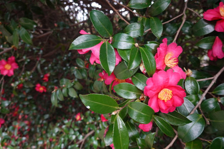 Camellia japonica flower on tree in the gardenの写真素材