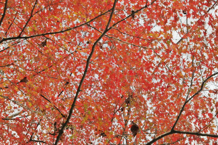Red maple leaves in the autumn season on a tree in Japan.の写真素材