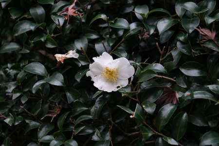 Camellia japonica, Japanese camellia,の写真素材