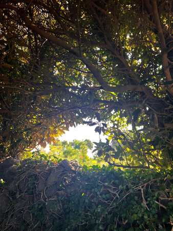 Tropical tree in the forest with sun rays and lens flare