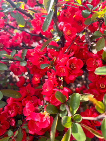 Red flowers of Japanese quince - Chaenomeles japonica