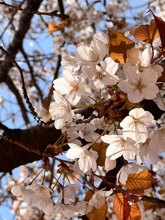 cherry blossom in spring, close-up of beautiful blossoms