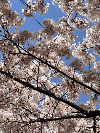 cherry blossom in spring time with blue sky in the backgroundの写真素材