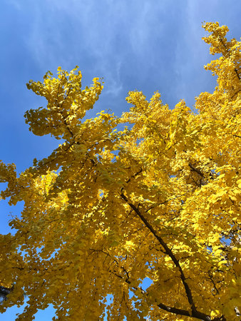 Ginkgo biloba tree against blue sky with clouds, close up