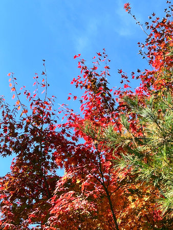 Autumn leaves on a tree against the blue sky, closeup of photo