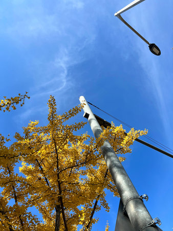 Ginkgo biloba in autumn, close-up of photo