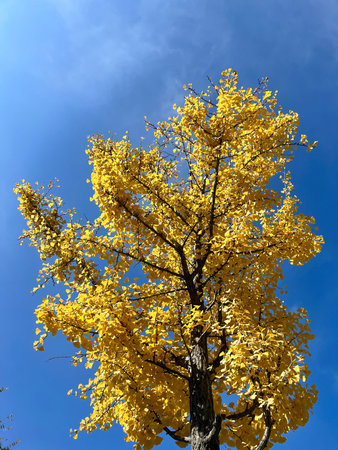 Ginkgo biloba tree with yellow leaves on blue sky background