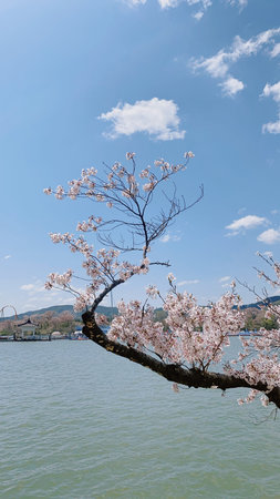 Cherry blossoms in full bloom along the lake of Ueno