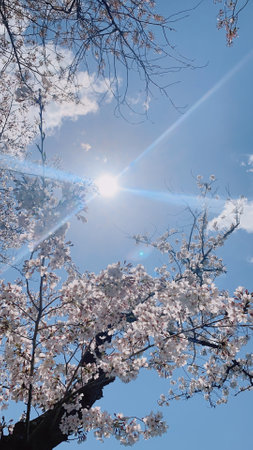 Cherry blossoms in full bloom with sun rays in the backgroundの写真素材