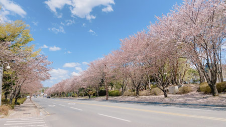 Cherry blossom in full bloom along the road in Japan.の写真素材