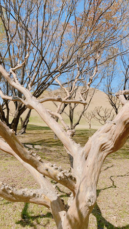 Dry trees in a park in the spring, closeup of photo