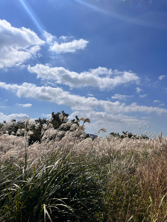 Pampas grass and blue sky with white clouds in the backgroundの写真素材