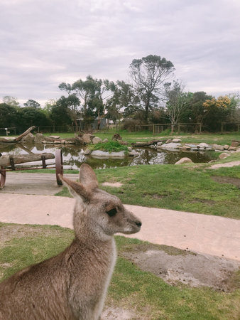 Kangaroos in the zoo. The kangaroo is a symbol of Australia.