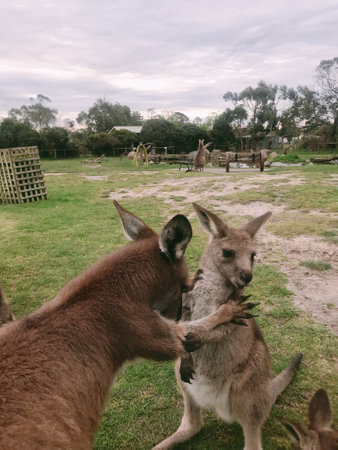 Kangaroos in the park. Animal in the nature.の写真素材