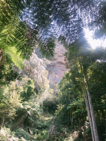 Trees in the rainforest of the Grand Canyon National Park, Arizonaの写真素材