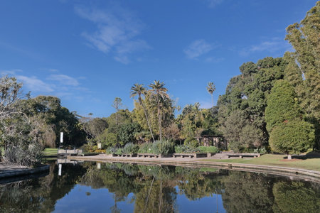 Palm trees reflected in the pond in the park, Santa Barbara, Californiaの写真素材