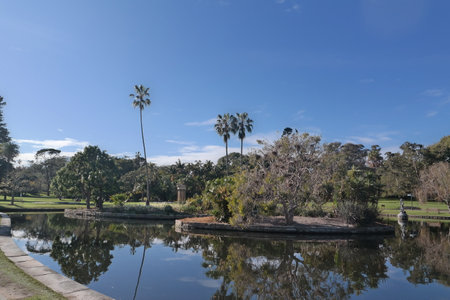 Palm trees reflected in the water of a pond in a parkの写真素材