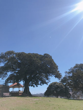 Big tree in the park with sun light and blue sky background.