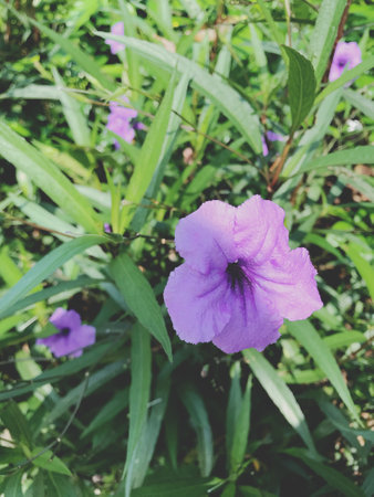 Purple flower in the garden,Vintage color style picture.の写真素材