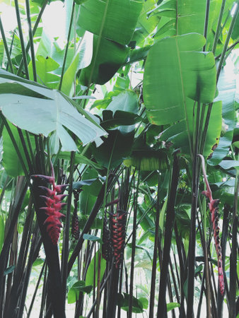 Tropical flowers and plants in the botanical garden, stock photoの写真素材