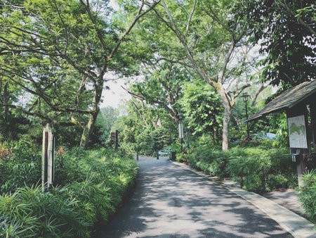 Beautiful park with green trees in the city of Bangkok, Thailand.の写真素材