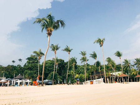 Coconut palm trees on the beach in Phuket, Thailand