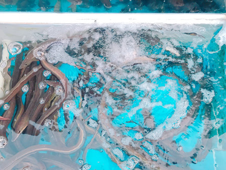 Fresh squid in a plastic box ready to be sold in the market