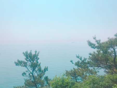 Sea and pine trees in foggy morning. View from above.