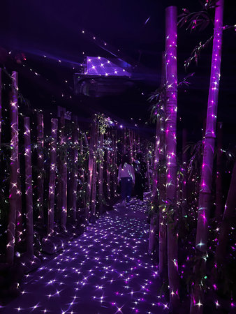 Bamboo grove at night, Bamboo grove at night