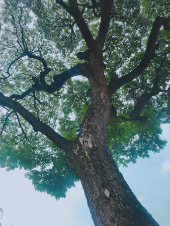 Trees in the rainforest, Thailand. (Vintage tone)