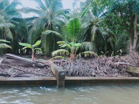 Coconut trees in the river, can be used as backgroundの写真素材