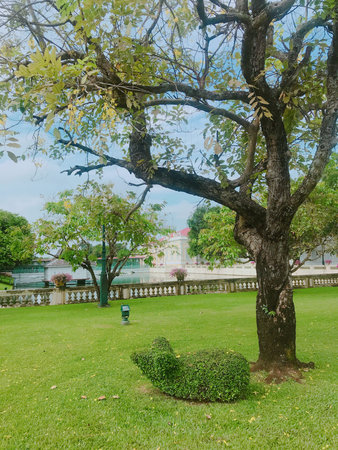 Tree in the park at Chachoengsao province, Thailand.の写真素材