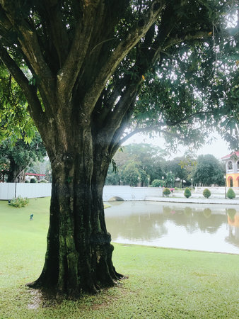 Tree in the public park at Chiang Rai province, Thailand.